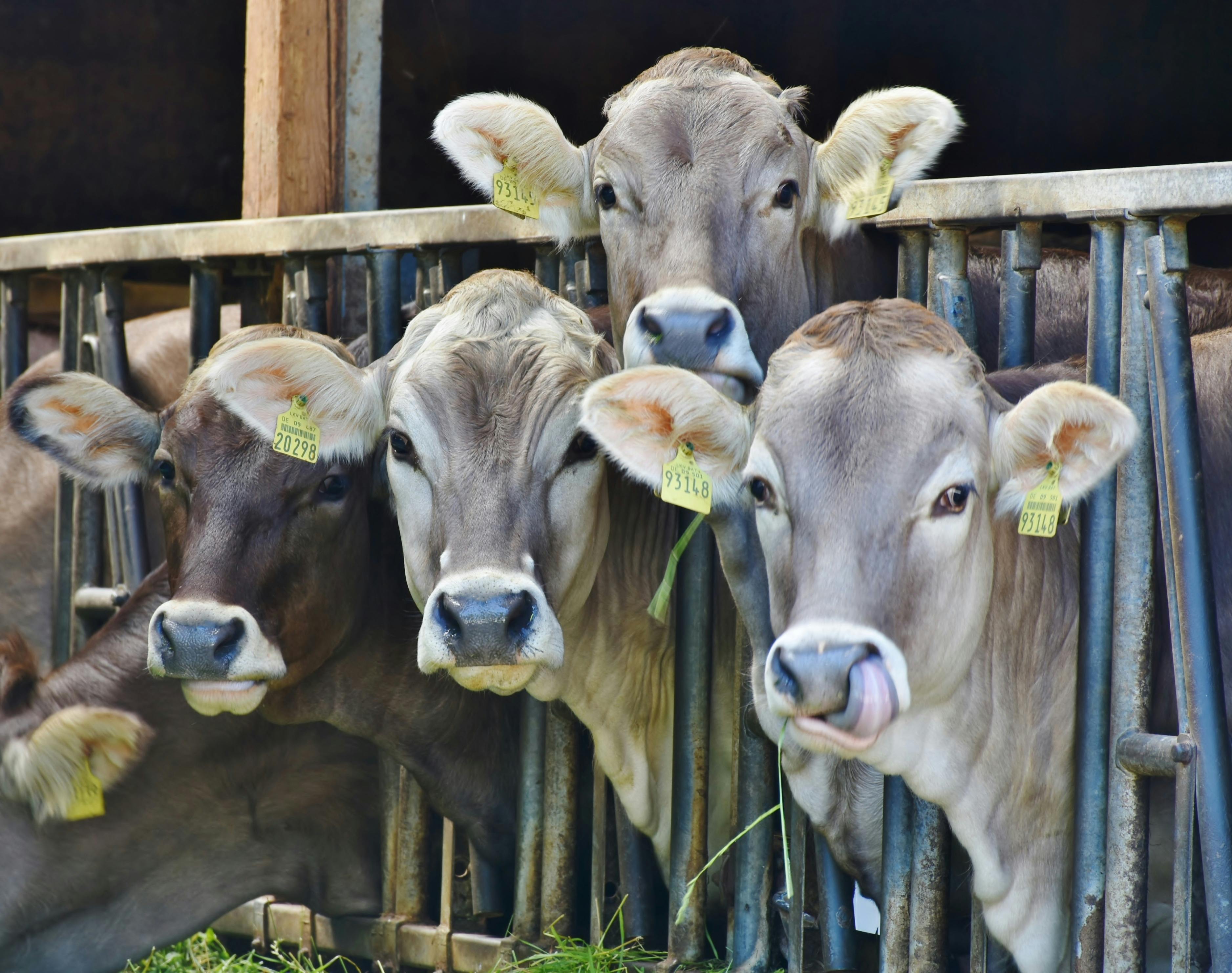 Cattle grazing in open fields