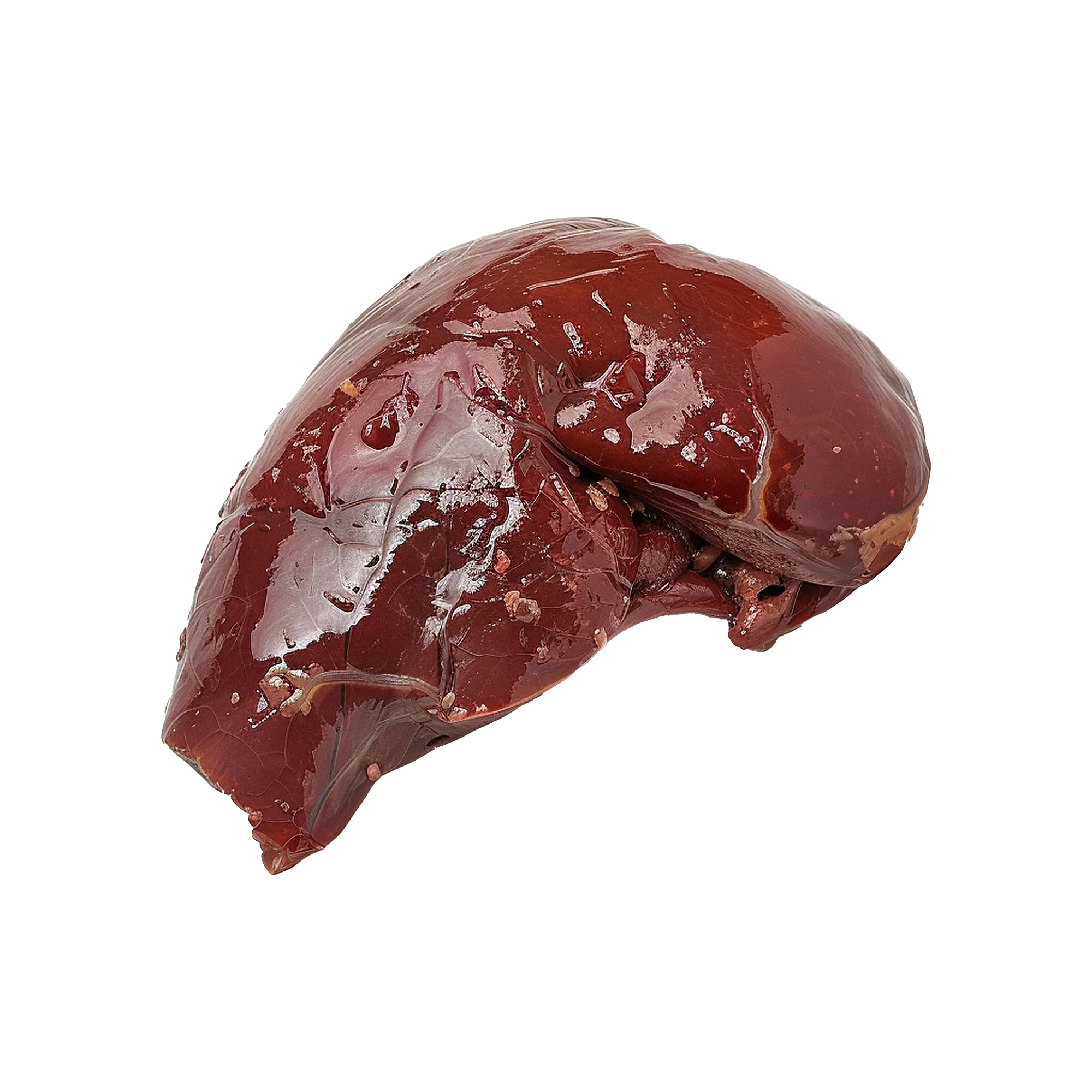 Liver