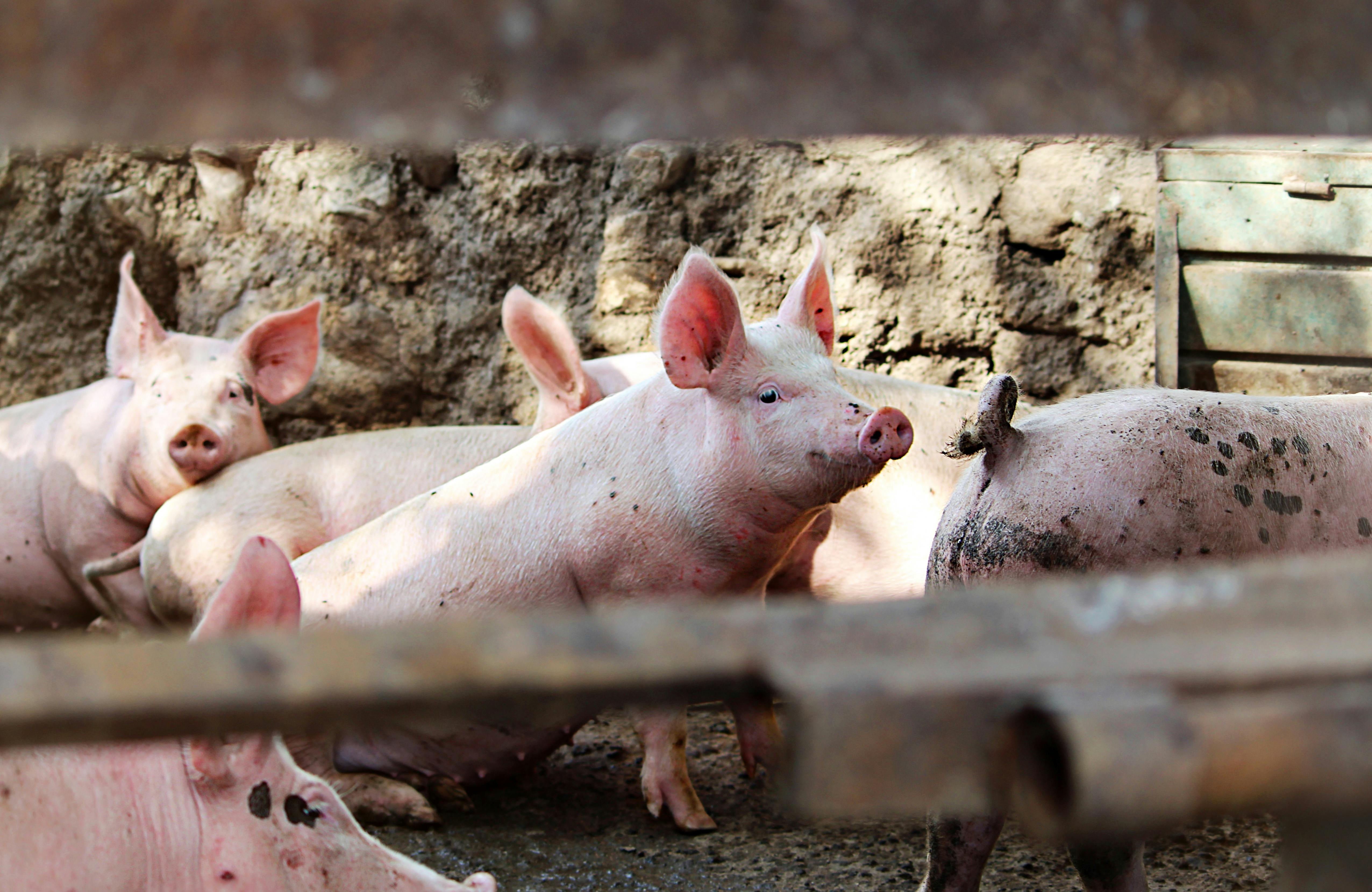 Pigs enjoying natural feed in a farm